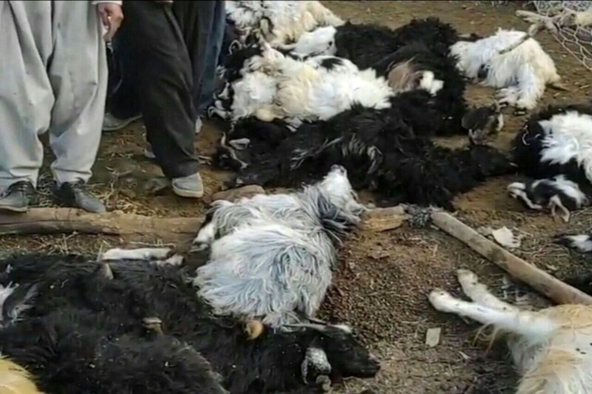 گُرگاس بلای جان دامداران درمیان