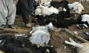 گُرگاس‌ بلای جان دامداران درمیان