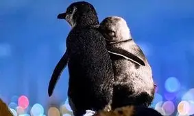 عاشقانه ۲ پنگوئن بر فراز کوهی در ملبورن/ ویدئو