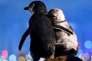 عاشقانه ۲ پنگوئن بر فراز کوهی در ملبورن/ ویدئو