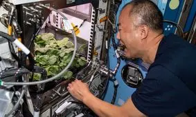 اولین تربچه‌های فضایی سالم با موفقیت برداشت شدند/ تصاویر‌