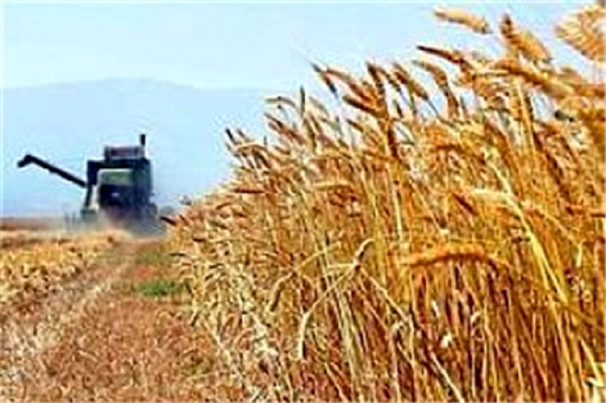 سخنگوی کمیسیون کشاورزی درگفتگو با خبرفوری:دولت 3000 میلیارد تومان مطالبات گندم‌کاران را پرداخت کند