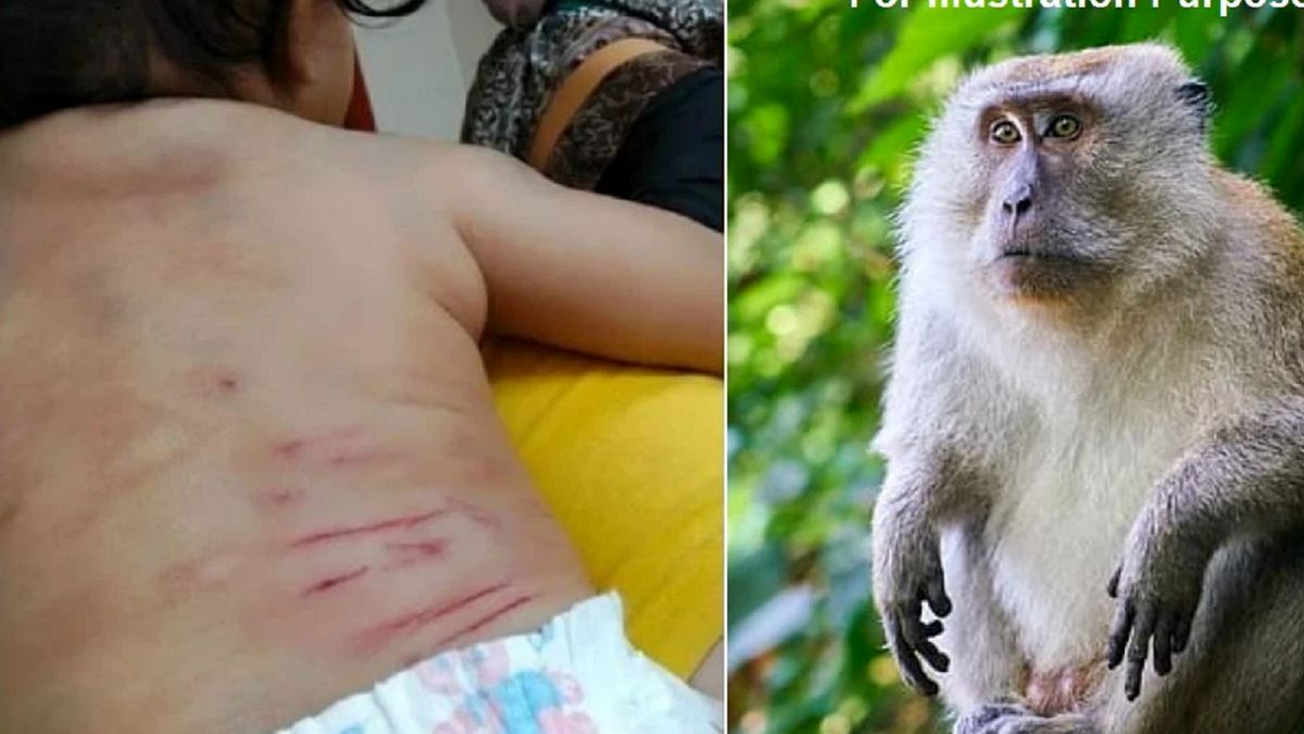 حمله میمون وحشی به نوزاد ۵ ماهه