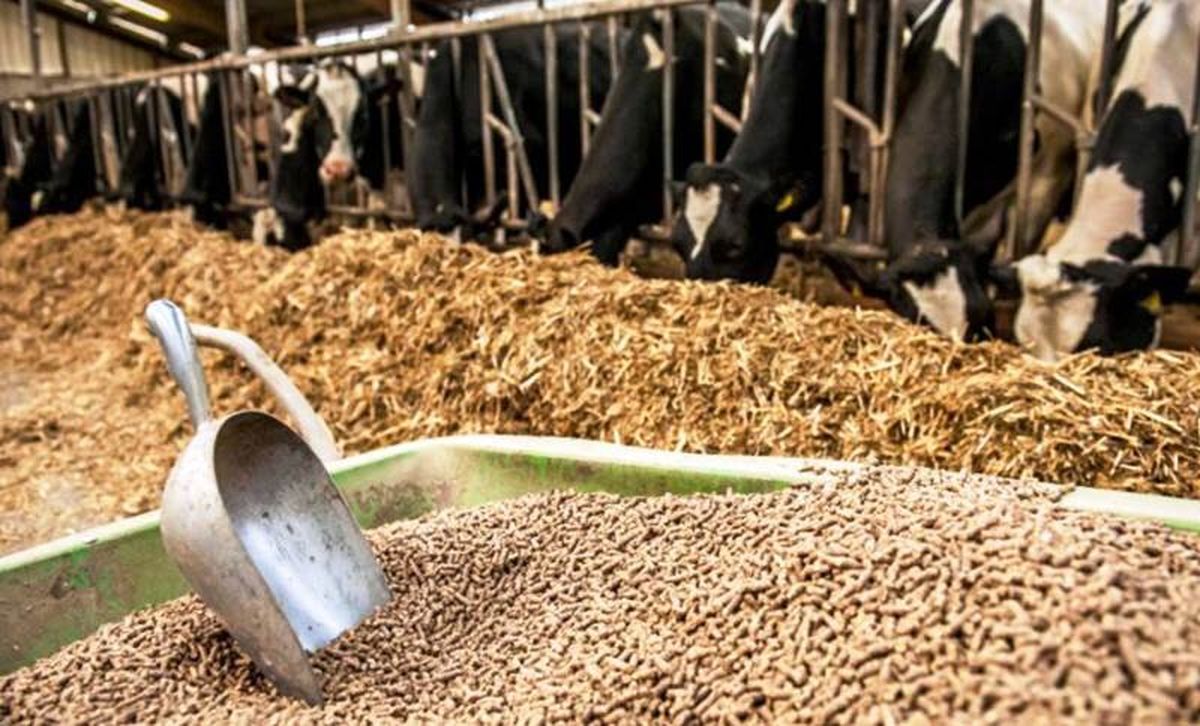 نهادههای دامی در خراسان رضوی حدود ۲۴ درصد ارزان شد