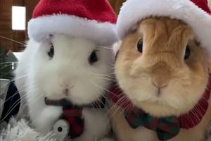 این خرگوش‌ها بابانوئل شدند/ ویدئو