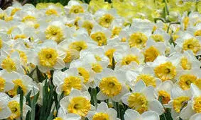 برداشت گل نرگس در شهر حمیدیه آغاز شد