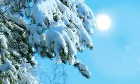 کاج‌ها چطور در زمستان سبز می‌مانند؟