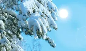 کاج‌ها چطور در زمستان سبز می‌مانند؟