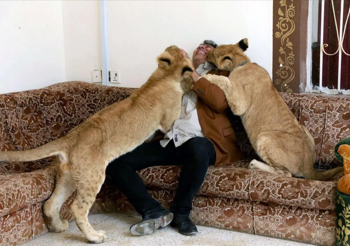 مرد عراقی در خانه خود شیر پرورش می‌دهد!/ ویدئو