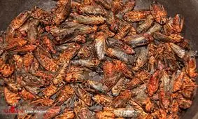 ساعتی در بازار سیرجان فروشندگان «جیرجیرک؛ از کباب خوشمزه‌تر است!»/ خوردن جیرجیرک حرام است