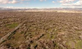 حفاظت از باغستان سنتی قزوین از دغدغه‌های جدی مدیریت استان است