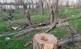 جریمه ۷۰ میلیون تومانی قطع درختان در کیش