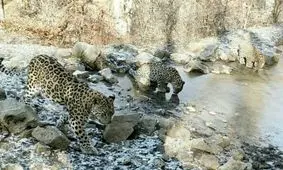 پلنگ بالغ و دو توله اش در چلاو آمل