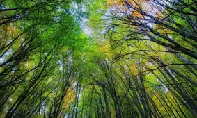 گریه های پیر طاهر پیرمرد حامی محیط زیست جنگل های هیرکانی در برنامه فرمول یک