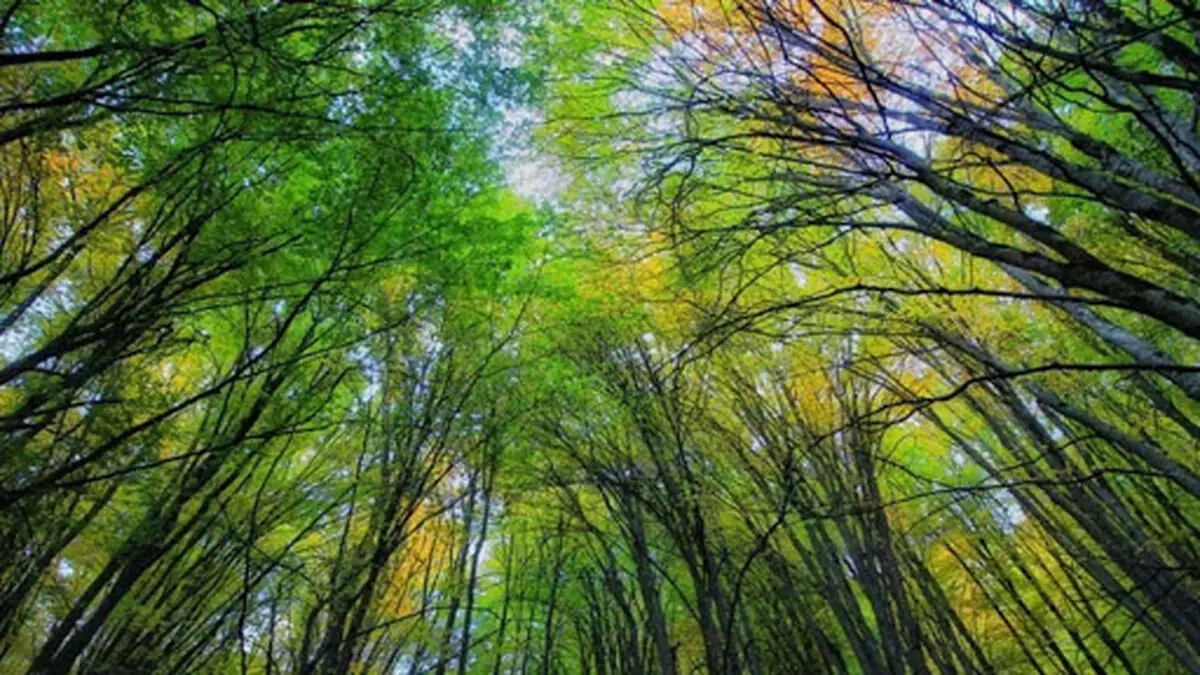 گریه های پیر طاهر پیرمرد حامی محیط زیست جنگل های هیرکانی در برنامه فرمول یک