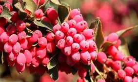 پای لنگ صادرات این بار برای یاقوت کویر/ وقتی زرشک در چمدان صادرات جای کمی دارد