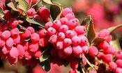 پای لنگ صادرات این بار برای یاقوت کویر/ وقتی زرشک در چمدان صادرات جای کمی دارد