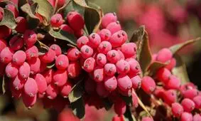 پای لنگ صادرات این بار برای یاقوت کویر/ وقتی زرشک در چمدان صادرات جای کمی دارد