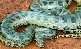 سرقت عجیب مار ۳۰۰ دلاری از یک فروشگاه