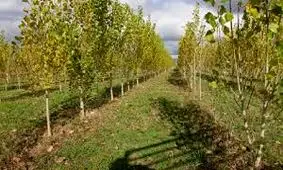 کاشت ۱.۵ میلیون اصله نهال در اراضی ملی گیلان/ توسعه ۵۰۰ هکتاری جنگل ها