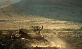 شکار همزمان ۲ پرنده توسط سیاه‌گوش/ ویدئو