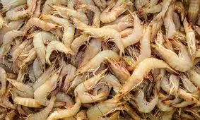 ۱۰ هزارتن میگوی پرورشی در سردخانه‌های بوشهر مانده‌است