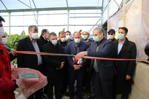 افتتاح دو واحد گلخانه با حضور وزیر جهاد کشاورزی