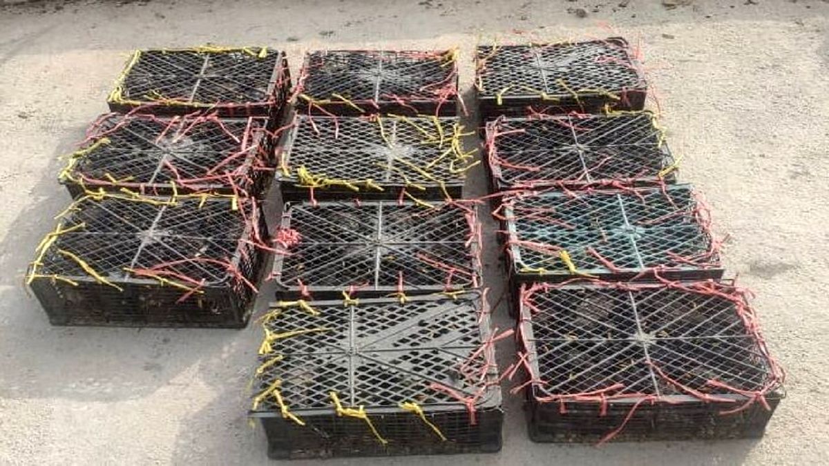 کشف محموله قاچاق مرغ مینا در قم
