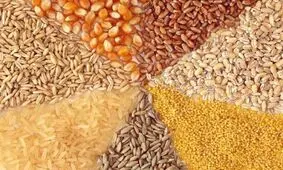 مدیرعامل بزرگترین شرکت تولید خوراک دام و طیور شمال دستگیر شد