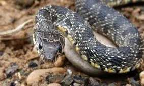 آب نوشیدن جالب مار کبری تشنه/ ویدئو