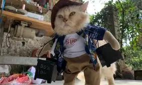 خوشتیپ‌ترین گربه‌های جهان در این شهر هستند/ عکس