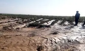 سیلاب ۲ هزار میلیارد ریال به کشاورزی و دامداری ابرکوه خسارت زد