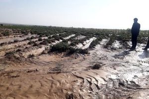 سیلاب ۲ هزار میلیارد ریال به کشاورزی و دامداری ابرکوه خسارت زد