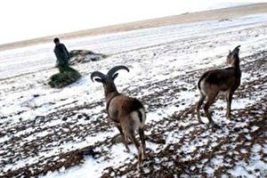 سرما و شکارچیان سودجو، تهدید حیات وحش گلستان در زمستان