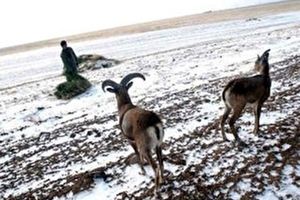 سرما و شکارچیان سودجو، تهدید حیات وحش گلستان در زمستان