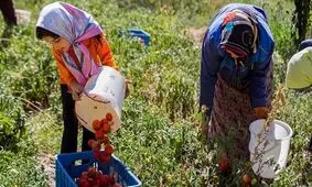 هشت محصول تولیدی بانوان کشاورز قزوین استاندارد دریافت کردند