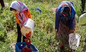 هشت محصول تولیدی بانوان کشاورز قزوین استاندارد دریافت کردند