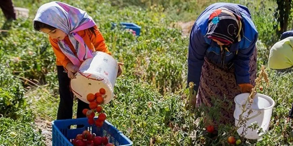 هشت محصول تولیدی بانوان کشاورز قزوین استاندارد دریافت کردند