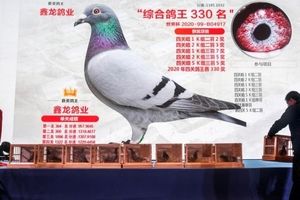 کبوترباز‌های چین را ببینید