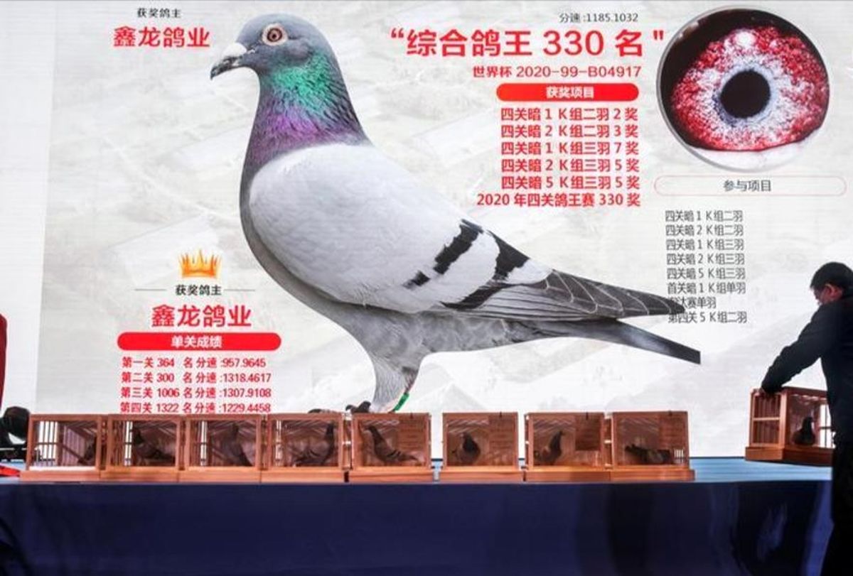 کبوترباز‌های چین را ببینید