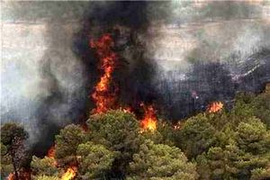 درخواست اشد مجازات برای آتش افروزان جنگلها ومراتع بصورت عمد از قضات