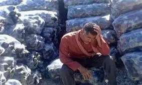 غم بادمجان کاران هرمزگانی از رنج بی‌حاصل