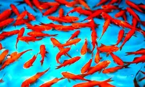 ماهی بدون حباب رسید!