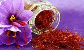 ۲۲۶ کیلوگرم زعفران از کشاورزان غرب خراسان رضوی خریداری شد