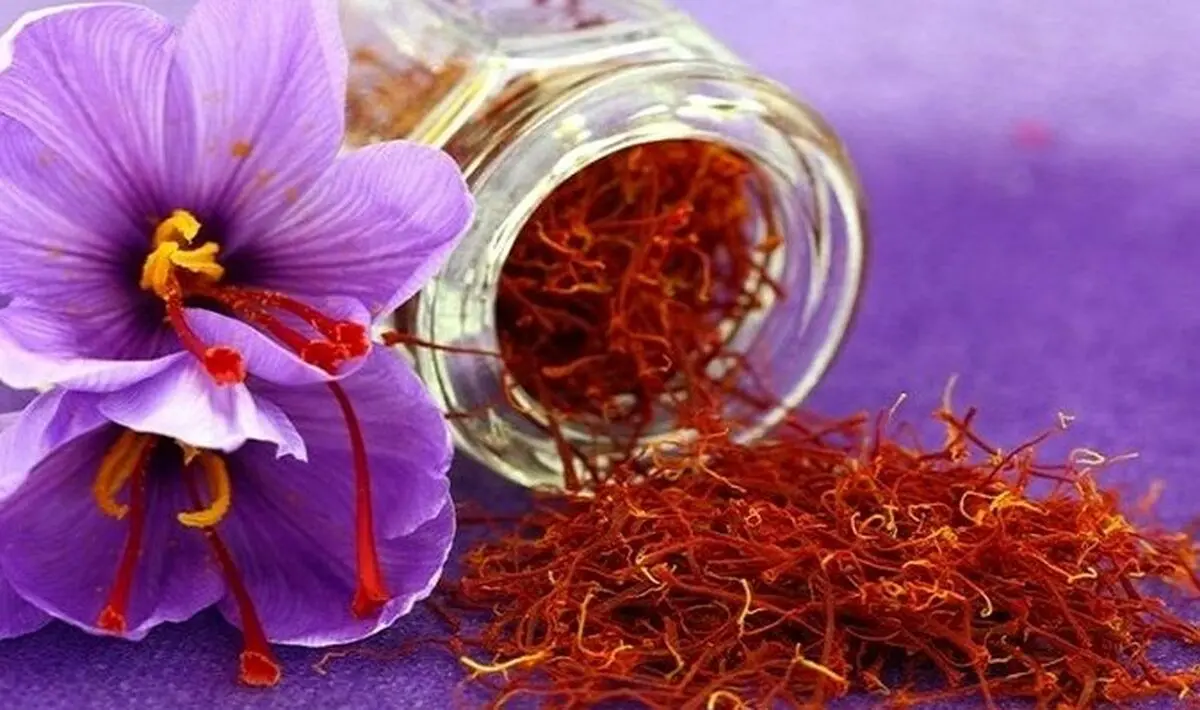 ۲۲۶ کیلوگرم زعفران از کشاورزان غرب خراسان رضوی خریداری شد