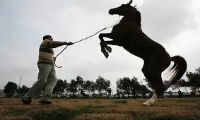 مجوز برگزاری مسابقات زیبایی اسب خالص ایرانی در خوزستان صادر شد