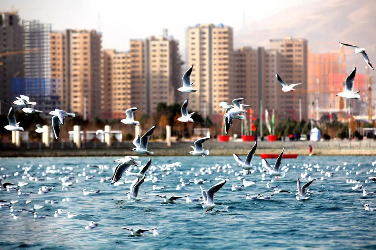 وجود تمساح در دریاچه چیتگر تکذیب شد