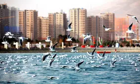 وجود تمساح در دریاچه چیتگر تکذیب شد