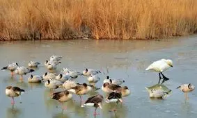 شناسایی دومین کانون آنفلوانزای فوق حاد پرندگان در مازندران/ شهروندان مرغ‌های مصرفی خود را از مراکز مجاز خریداری کنند