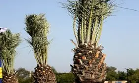 بیش از ۳۰۰ نخل تا پایان سال جاری در قشم کاشته می‌شود